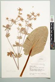 Attēlu rezultāti vaicājumam “Eryngium planum leaf”