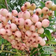 Attēlu rezultāti vaicājumam “Laburnum alpinum fruit”