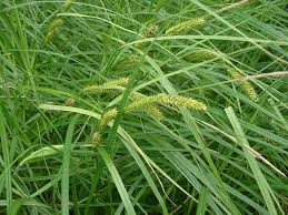 Attēlu rezultāti vaicājumam “Carex atherodes”