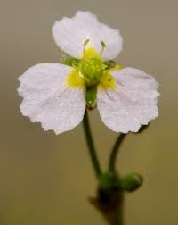 Attēlu rezultāti vaicājumam “Alismataceae”