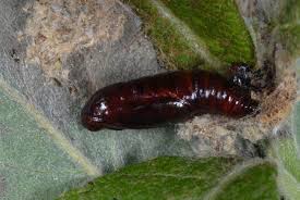 Attēlu rezultāti vaicājumam “Hydriomena furcata”