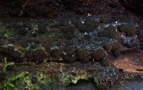 Attēlu rezultāti vaicājumam “Comatricha alta macro”