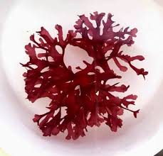 Attēlu rezultāti vaicājumam “Pogonatum dentatum macro”