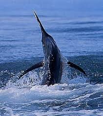 Image result for Makaira nigricans