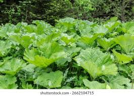 Attēlu rezultāti vaicājumam “Petasites hybridus leaf”