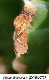 Attēlu rezultāti vaicājumam “Hepialus sylvina female”