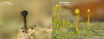 Attēlu rezultāti vaicājumam “Sclerophora coniophaea”