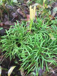 Attēlu rezultāti vaicājumam “Diphasium complanatum”