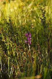 Attēlu rezultāti vaicājumam “Dactylorhiza russowii”
