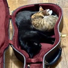 Image result for Cat sleeping in guitar