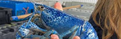 Image result for Homarus gammarus