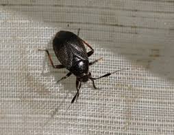 Attēlu rezultāti vaicājumam “Capsus ater imago”