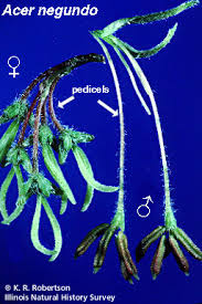 Attēlu rezultāti vaicājumam “Acer negundo female flower”