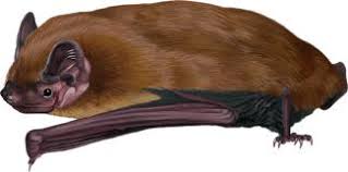 Attēlu rezultāti vaicājumam “Nyctalus leisleri”