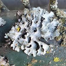 Attēlu rezultāti vaicājumam “Parmelia sulcata”