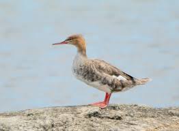 Attēlu rezultāti vaicājumam “Mergus serrator female”