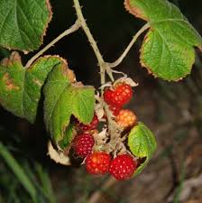 Attēlu rezultāti vaicājumam “Rubus nessensis fruit”