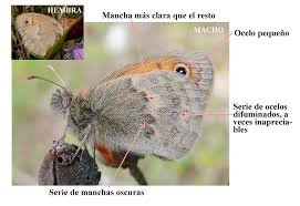 Attēlu rezultāti vaicājumam “Coenonympha pamphilus upperside”