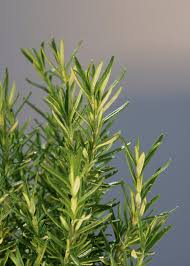 Image result for Rosmarin