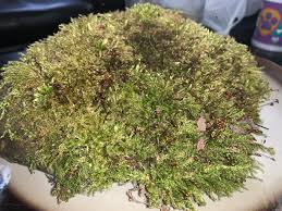 Attēlu rezultāti vaicājumam “Hypnum cupressiforme”