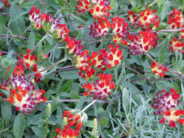 Image result for Anthyllis vulneraria rubra