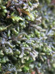 Attēlu rezultāti vaicājumam “Plagiothecium latebricola macro”