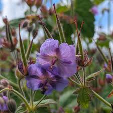 Attēlu rezultāti vaicājumam “Geranium palustre fruit”