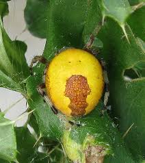 Attēlu rezultāti vaicājumam “Araneus marmoreus”