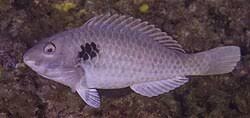 Image result for Sparisoma amplum