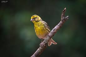 Image result for Serinus serinus