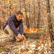 Attēlu rezultāti vaicājumam “Cratarellus cornucopioides”