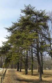 Attēlu rezultāti vaicājumam “Pinus banksiana”