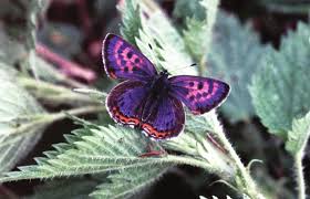 Attēlu rezultāti vaicājumam “Lycaeniinae”