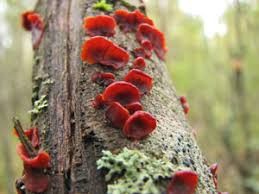 Attēlu rezultāti vaicājumam “Cytidia salicina”