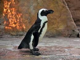 Image result for Spheniscus demersus