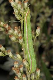 Attēlu rezultāti vaicājumam “Eucarta virgo”