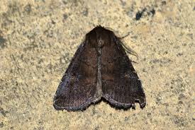 Attēlu rezultāti vaicājumam “Rusina ferruginea”