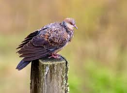 Image result for Streptopelia orientalis