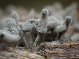 Attēlu rezultāti vaicājumam “Physarum bivalve young”