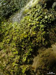 Attēlu rezultāti vaicājumam “Dermatocarpon luridum”