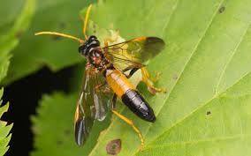 Attēlu rezultāti vaicājumam “Tenthredo campestris”