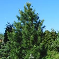 Attēlu rezultāti vaicājumam “Pinus sibirica”