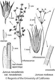 Attēlu rezultāti vaicājumam “Juncus bulbosus leaf”