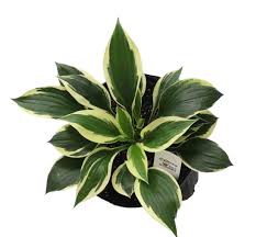 Attēlu rezultāti vaicājumam “Hosta sp.”