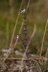 Image result for Euphrasia stricta