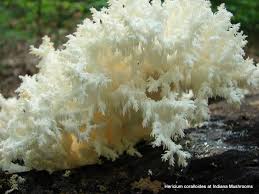 Attēlu rezultāti vaicājumam “Hericium coralloides”