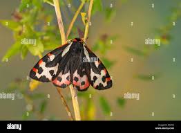Attēlu rezultāti vaicājumam “Parasemia plantaginis male”