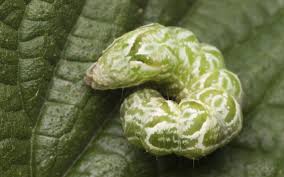 Attēlu rezultāti vaicājumam “Abrostola tripartita”