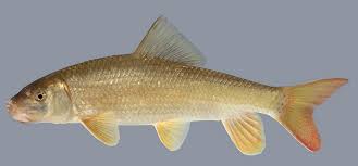 Image result for Moxostoma hubbsi