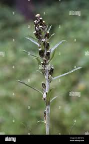 Attēlu rezultāti vaicājumam “Gnaphalium sylvaticum flower”